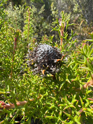 Isopogon formosus, photograph 3
