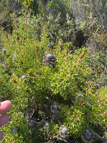 Isopogon formosus, photograph 4