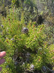 Isopogon formosus, photograph (c) Tyler Anthony, some rights reserved (CC BY)