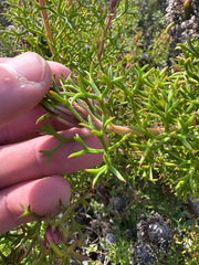 Isopogon formosus, photograph (c) Tyler Anthony, some rights reserved (CC BY)