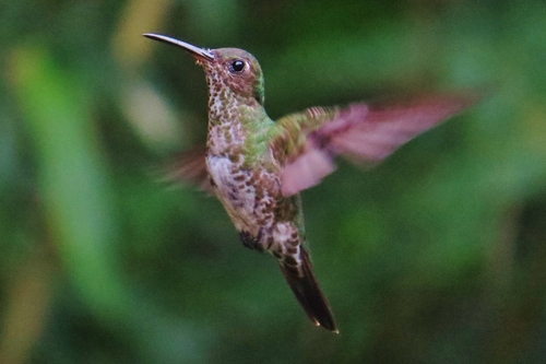 Many-spotted Hummingbird