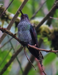 Taphrospilus hypostictus