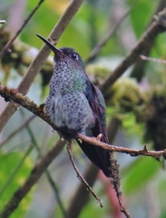 Taphrospilus hypostictus