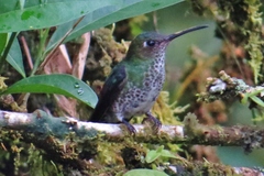 Taphrospilus hypostictus