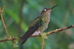 Taphrospilus hypostictus