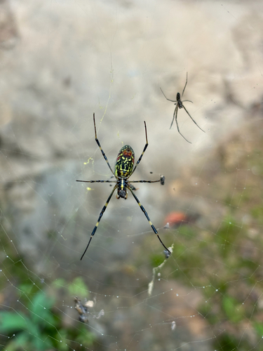 Joro Spider