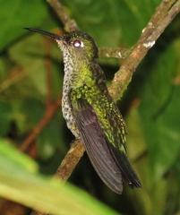 Taphrospilus hypostictus