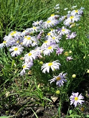 Brachyscome multifida