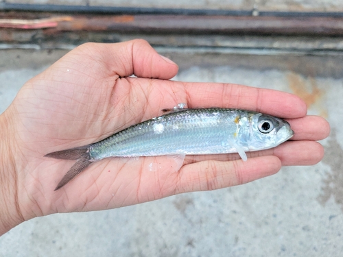 Herklotsichthys quadrimaculatus observed 2026-02-27