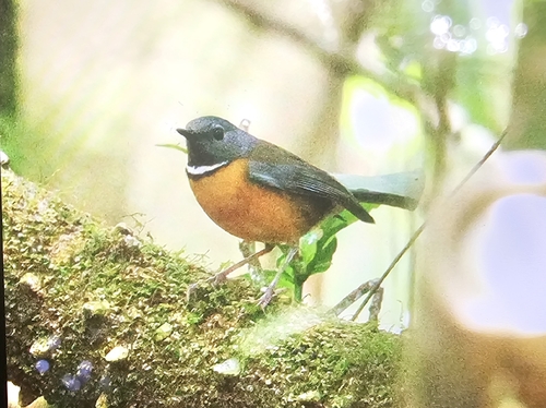 Swynnerton's Robin