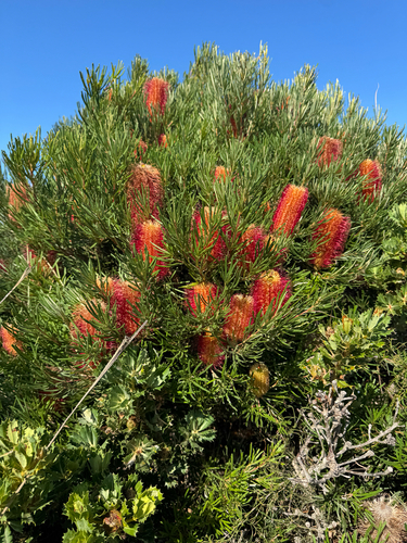 Banksia occidentalis, photograph 2
