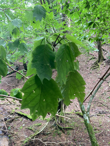 Hydrangea sikokiana iNat (3)