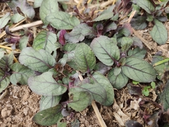 Strobilanthes reptans