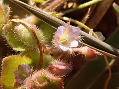 Cochlidiosperma