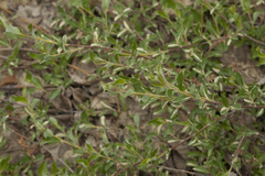 Salix saxatilis