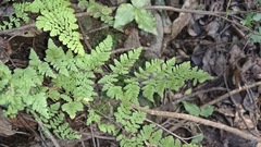 Myriopteris microphylla