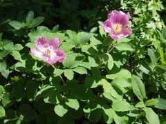 Paeonia daurica