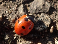 Coccinella septempunctata