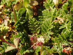 Erodium cicutarium