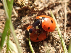 Coccinella septempunctata