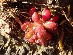 Saxifraga tridactylites