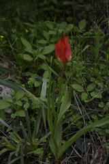 Tulipa agenensis