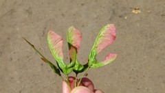 Acer tataricum