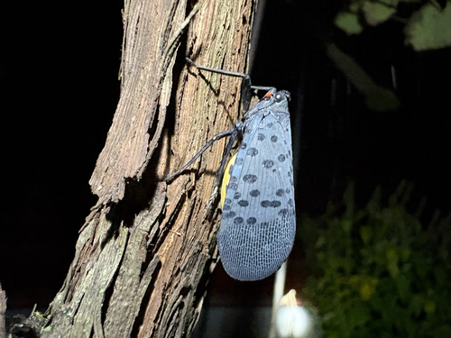 Spotted Lanternfly