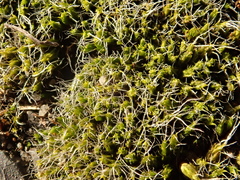 Grimmia pulvinata