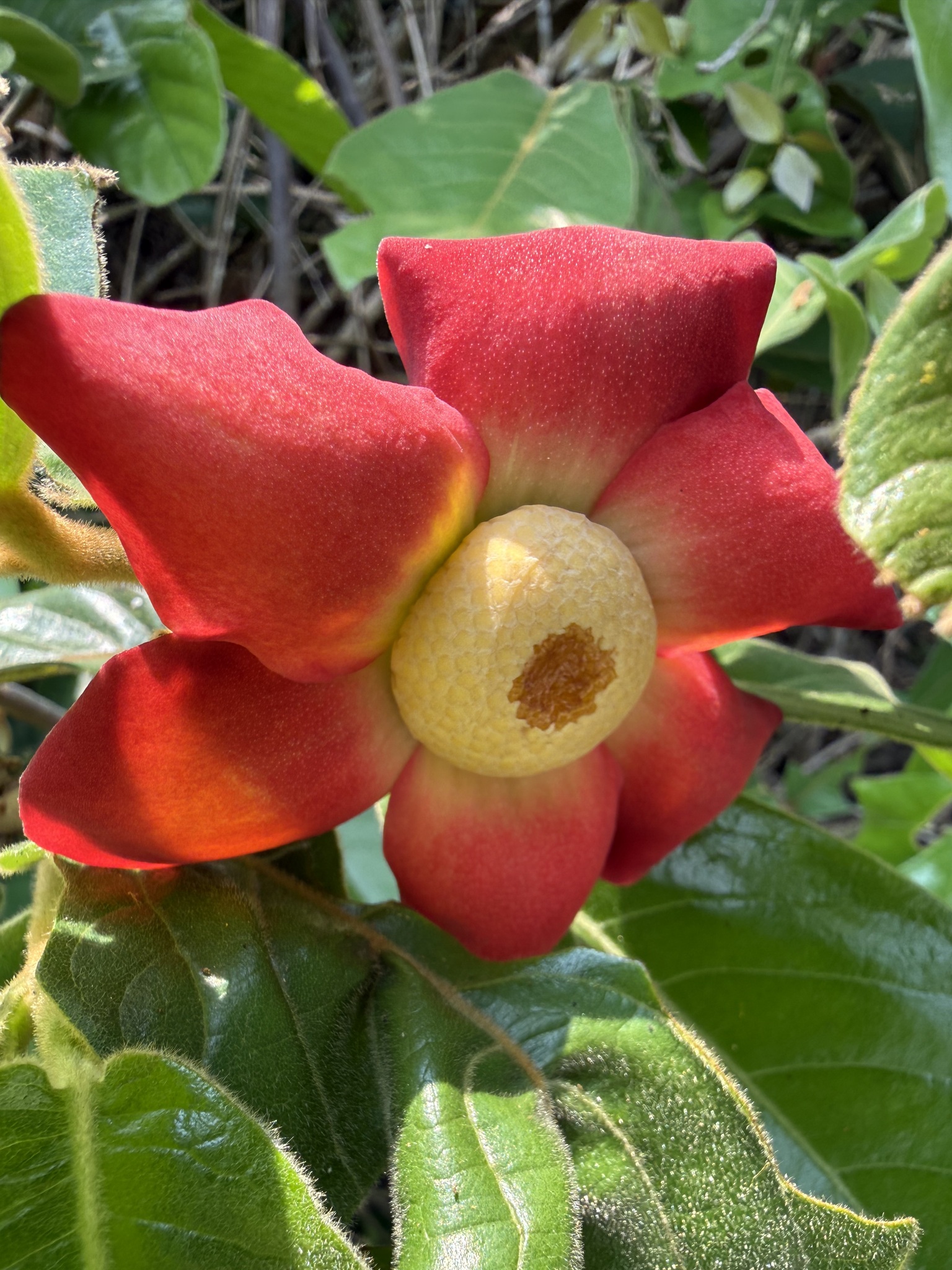 Imagem de Uvaria grandiflora