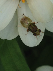 Hedriodiscus trivittatus