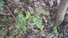 Myriopteris microphylla