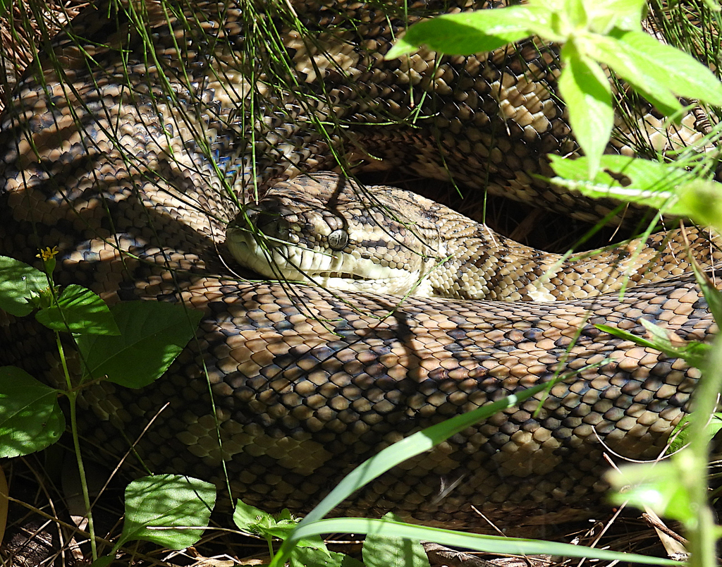 Coastal Carpet Python from Dowse Lagoon, Sandgate QLD 4017, Australia ...