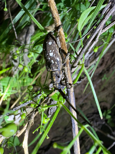 Paraleprodera carolina