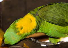Amazona auropalliata