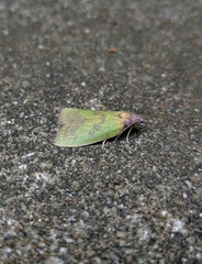 Doloessa viridis