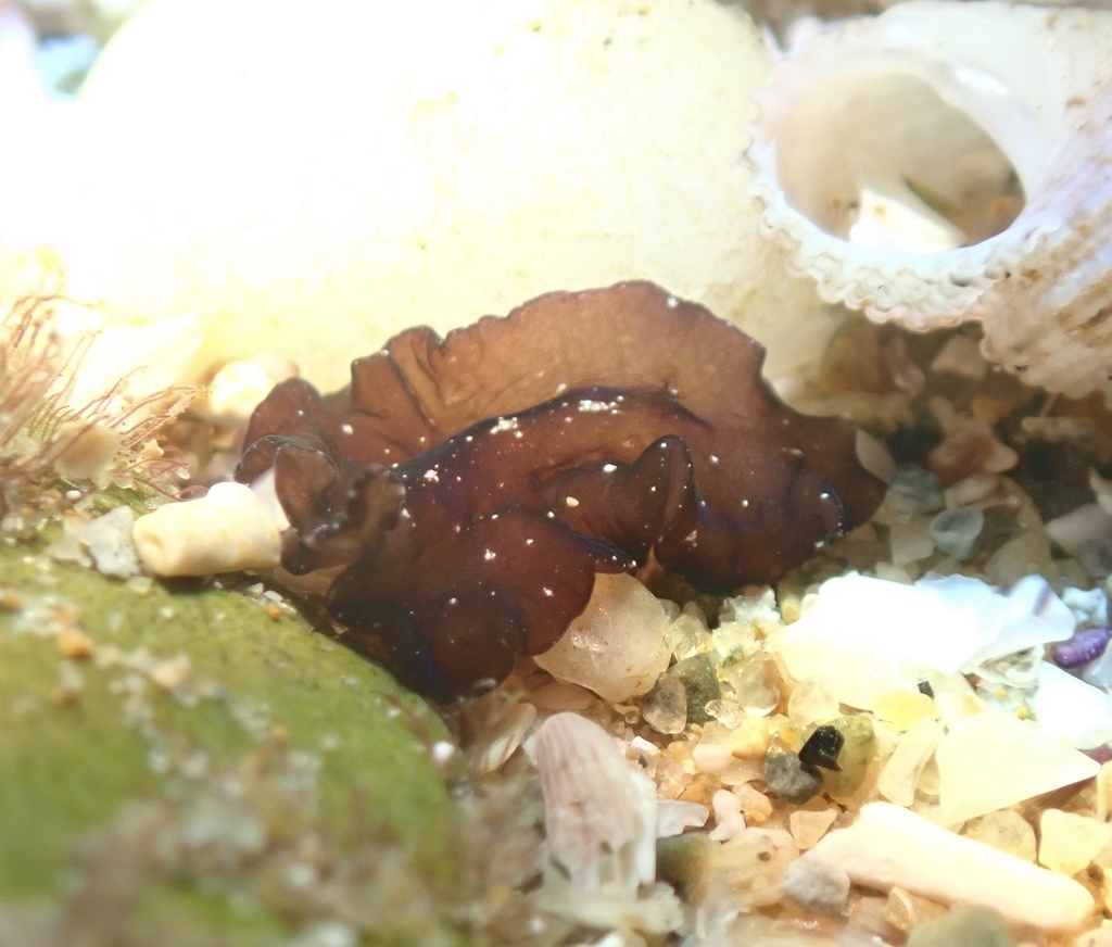 Phrikoceros galacticus