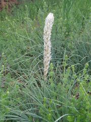 Asphodeline taurica