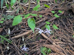 Epimedium sempervirens, photograph plant 0302, CC BY, iNaturalist via GBIF