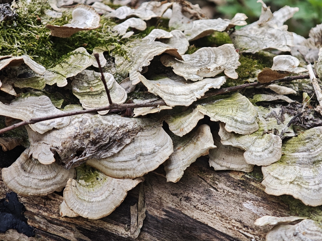Trichaptum biforme · April 2026 · photo: © igor117 (iNaturalist, cc-by)