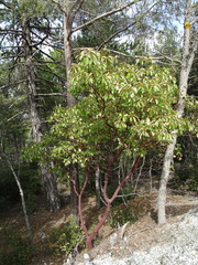 Arbutus andrachne