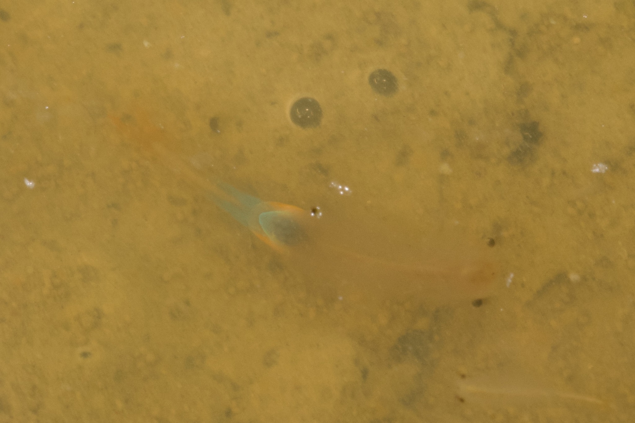Branchipus schaefferi Fischer, 1834