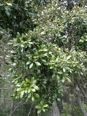 Quercus alnifolia