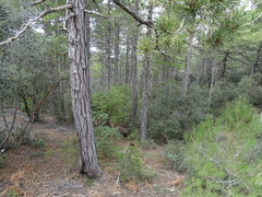 Pinus nigra pallasiana