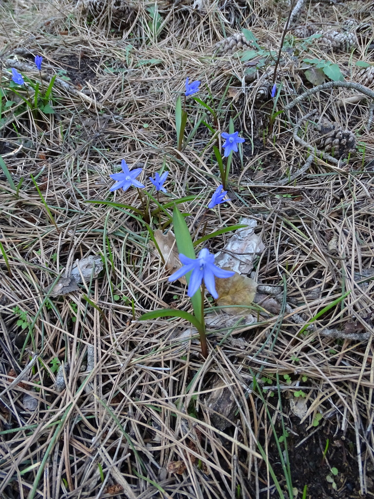 Scilla lochiae, Dystrykt Nikozja, Cypr