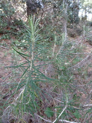 Ptilostemon chamaepeuce cyprius