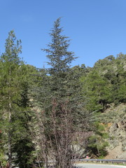 Cedrus brevifolia