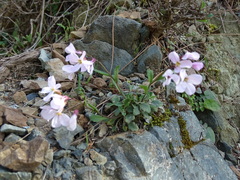 Arabis cypria