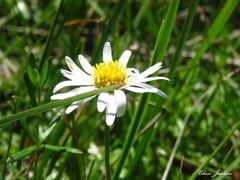 Brachyscome graminea