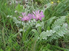 Psephellus declinatus